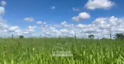 Fazenda Completa 1.723 Hectares Pecuária com “Porteira Fechada” | Paranã/ TO Fazenda Completa 1.723 Hectares Pecuária com “Porteira Fechada” | Paranã/ TO