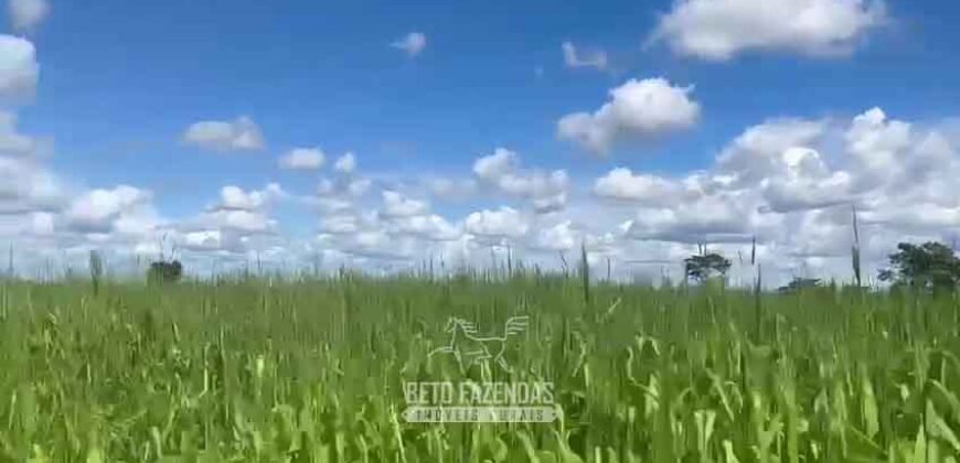 Fazenda Completa 1.723 Hectares Pecuária com “Porteira Fechada” | Paranã/ TO Fazenda Completa 1.723 Hectares Pecuária com “Porteira Fechada” | Paranã/ TO