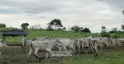 Fazenda Completa 1.723 Hectares Pecuária com “Porteira Fechada” | Paranã/ TO Fazenda Completa 1.723 Hectares Pecuária com “Porteira Fechada” | Paranã/ TO