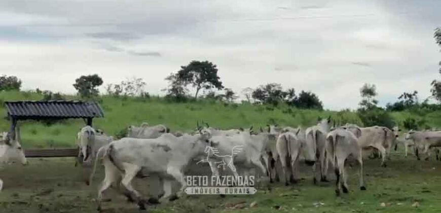 Fazenda Completa 1.723 Hectares Pecuária com “Porteira Fechada” | Paranã/ TO Fazenda Completa 1.723 Hectares Pecuária com “Porteira Fechada” | Paranã/ TO