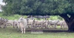 Fazenda Completa 1.723 Hectares Pecuária com “Porteira Fechada” | Paranã/ TO Fazenda Completa 1.723 Hectares Pecuária com “Porteira Fechada” | Paranã/ TO