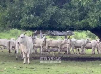 Fazenda Completa 1.723 Hectares Pecuária com “Porteira Fechada” | Paranã/ TO