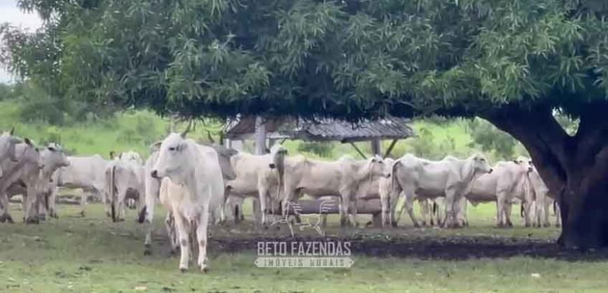 Fazenda Completa 1.723 Hectares Pecuária com “Porteira Fechada” | Paranã/ TO Fazenda Completa 1.723 Hectares Pecuária com “Porteira Fechada” | Paranã/ TO