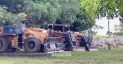 Fazenda Completa 1.723 Hectares Pecuária com “Porteira Fechada” | Paranã/ TO Fazenda Completa 1.723 Hectares Pecuária com “Porteira Fechada” | Paranã/ TO