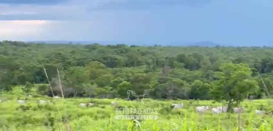 Fazenda Completa 1.723 Hectares Pecuária com “Porteira Fechada” | Paranã/ TO Fazenda Completa 1.723 Hectares Pecuária com “Porteira Fechada” | Paranã/ TO