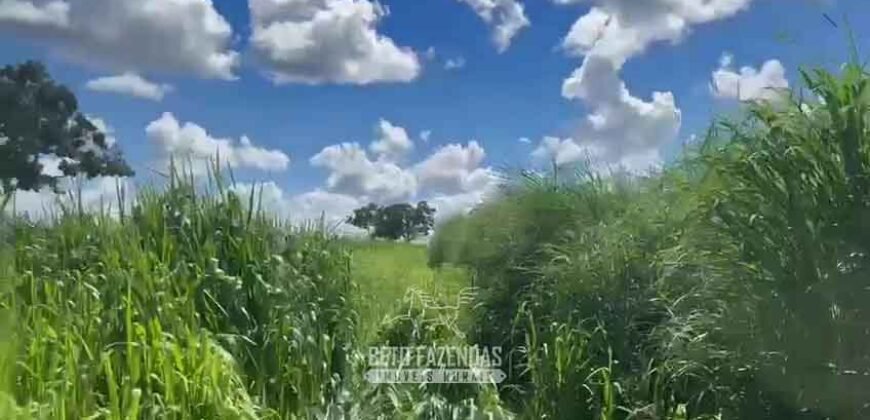 Fazenda Completa 1.723 Hectares Pecuária com “Porteira Fechada” | Paranã/ TO Fazenda Completa 1.723 Hectares Pecuária com “Porteira Fechada” | Paranã/ TO