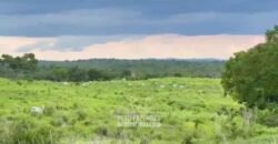 Fazenda Completa 1.723 Hectares Pecuária com “Porteira Fechada” | Paranã/ TO Fazenda Completa 1.723 Hectares Pecuária com “Porteira Fechada” | Paranã/ TO