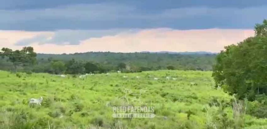 Fazenda Completa 1.723 Hectares Pecuária com “Porteira Fechada” | Paranã/ TO Fazenda Completa 1.723 Hectares Pecuária com “Porteira Fechada” | Paranã/ TO