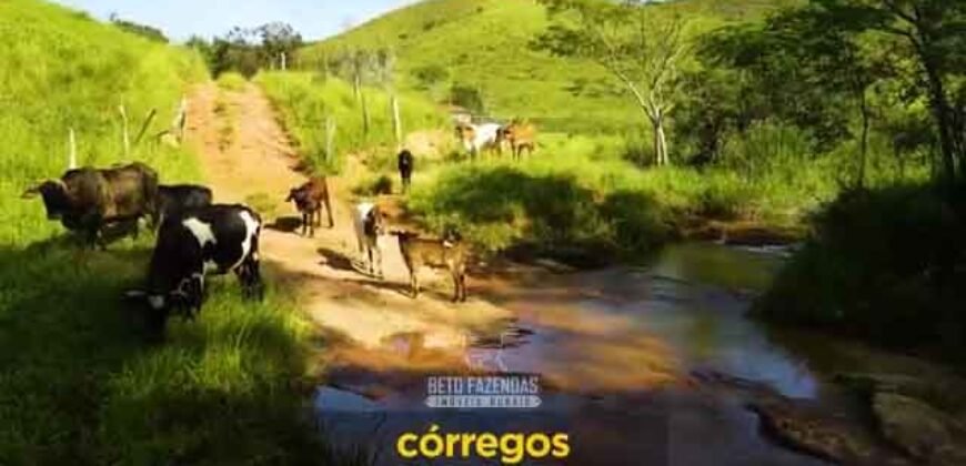 Excelente Fazenda 2.582 hectares à Venda Boiadeira Pecuária | Região de São José dos Campos/ SP