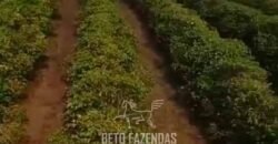 Fazenda de Café 786,88 hectares com Dupla Aptidão e Infraestrutura Completa | Região de Garça/ SP Fazenda de Café 786,88 hectares com Dupla Aptidão e Infraestrutura Completa | Região de Garça/ SP