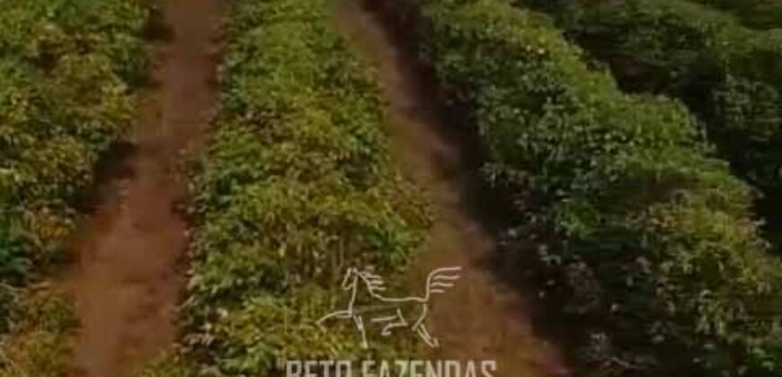 Fazenda de Café 786,88 hectares com Dupla Aptidão e Infraestrutura Completa | Região de Garça/ SP Fazenda de Café 786,88 hectares com Dupla Aptidão e Infraestrutura Completa | Região de Garça/ SP