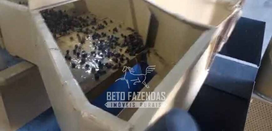 Fazenda de Café 786,88 hectares com Dupla Aptidão e Infraestrutura Completa | Região de Garça/ SP Fazenda de Café 786,88 hectares com Dupla Aptidão e Infraestrutura Completa | Região de Garça/ SP