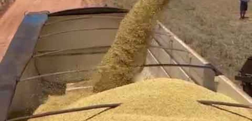 Mega Fazenda à Venda 13.800 Has Soja e Arroz Estrutura Completa | Região do Xingu/ MT