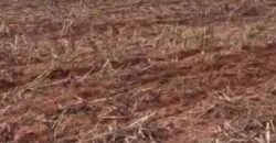 Mega Fazenda à Venda 13.800 Has Soja e Arroz Estrutura Completa | Região do Xingu/ MT