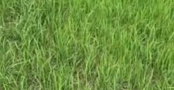 Mega Fazenda à Venda 13.800 Has Soja e Arroz Estrutura Completa | Região do Xingu/ MT