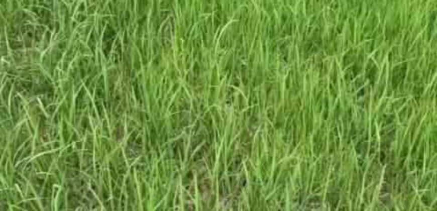 Mega Fazenda à Venda 13.800 Has Soja e Arroz Estrutura Completa | Região do Xingu/ MT