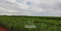 Fazenda para Investimento 735 Hectares Toda em Cana-de-Açúcar | Ribeirão Preto/SP