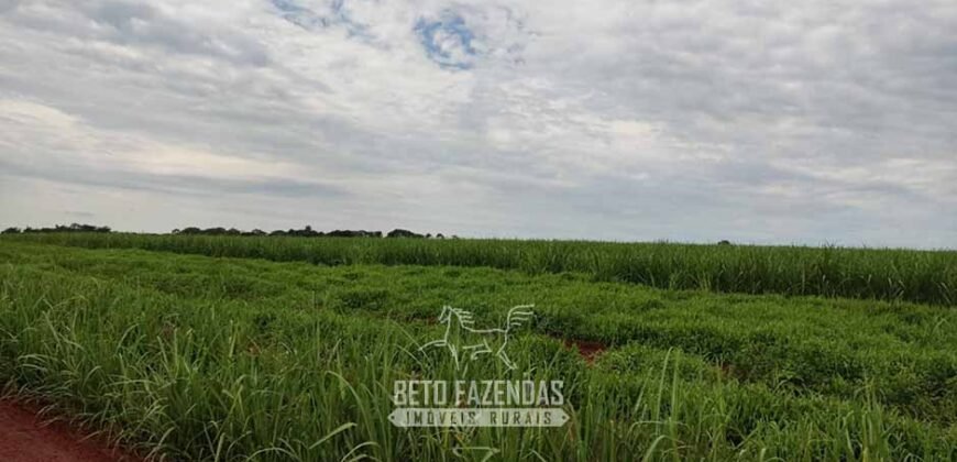 Fazenda para Investimento 735 Hectares Toda em Cana-de-Açúcar | Ribeirão Preto/SP