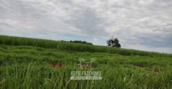 Fazenda para Investimento 735 Hectares Toda em Cana-de-Açúcar | Ribeirão Preto/SP