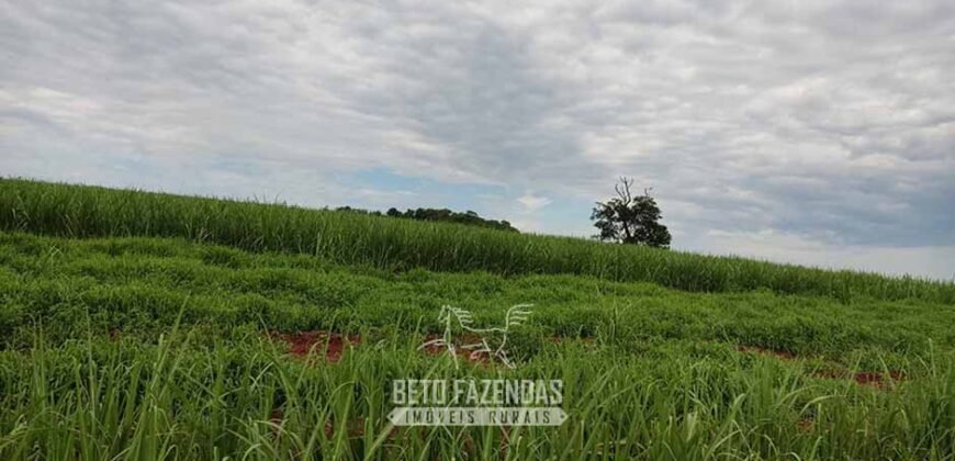 Fazenda para Investimento 735 Hectares Toda em Cana-de-Açúcar | Ribeirão Preto/SP