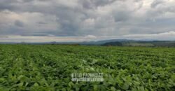 Fazenda para Investimento 735 Hectares Toda em Cana-de-Açúcar | Ribeirão Preto/SP