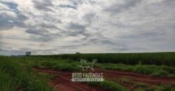 Fazenda para Investimento 735 Hectares Toda em Cana-de-Açúcar | Ribeirão Preto/SP
