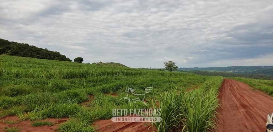 Fazenda para Investimento 735 Hectares Toda em Cana-de-Açúcar | Ribeirão Preto/SP