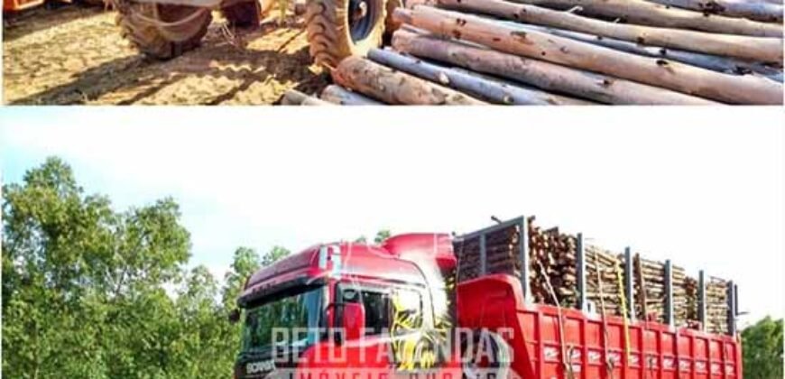 Excelente Fazenda à Venda 19.000 has Estrutura Completa com Pista de Pouso | Regeneração/ PI