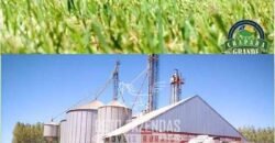 Excelente Fazenda à Venda 19.000 has Estrutura Completa com Pista de Pouso | Regeneração/ PI