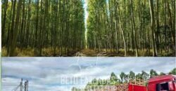 Excelente Fazenda à Venda 19.000 has Estrutura Completa com Pista de Pouso | Regeneração/ PI