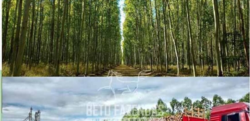 Excelente Fazenda à Venda 19.000 has Estrutura Completa com Pista de Pouso | Regeneração/ PI