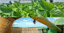 Excelente Fazenda à Venda 19.000 has Estrutura Completa com Pista de Pouso | Regeneração/ PI