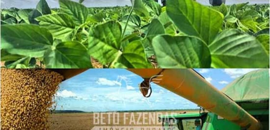 Excelente Fazenda à Venda 19.000 has Estrutura Completa com Pista de Pouso | Regeneração/ PI