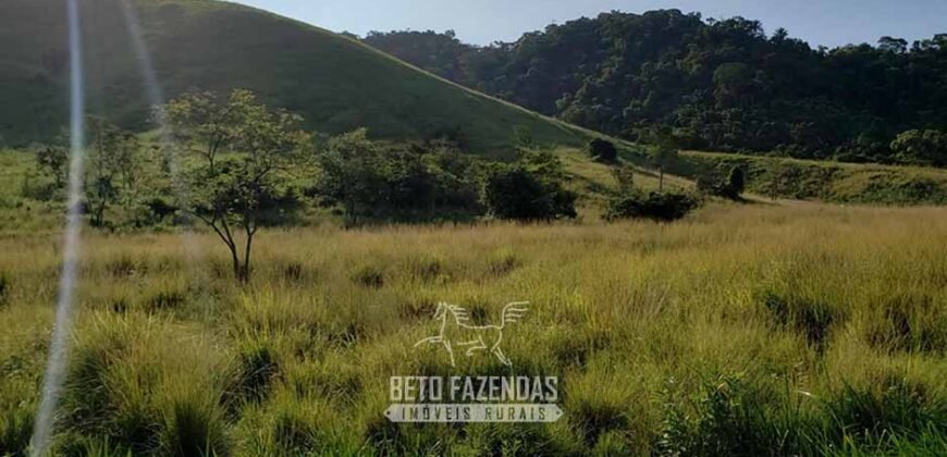 Fazenda Ótimo Investimento total 92 hectares Acesso à Represa para Pecuária | Piraí/ RJ