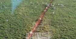 Megafazenda à Venda 142.000 hectares Dupla Aptidão e Pista de Pouso | Canabrava do Norte/MT