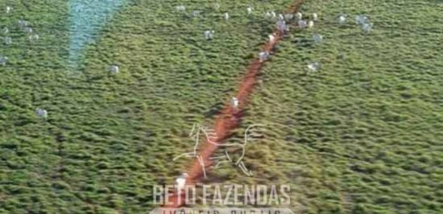 Megafazenda à Venda 142.000 hectares Dupla Aptidão e Pista de Pouso | Canabrava do Norte/MT