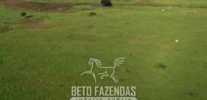 Megafazenda à Venda 142.000 hectares Dupla Aptidão e Pista de Pouso | Canabrava do Norte/MT
