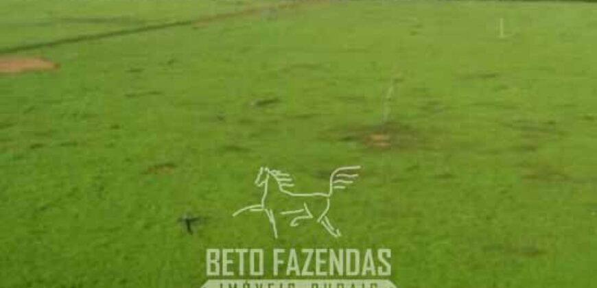 Megafazenda à Venda 142.000 hectares Dupla Aptidão e Pista de Pouso | Canabrava do Norte/MT
