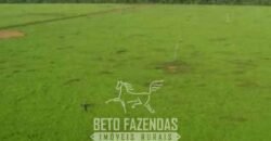 Megafazenda à Venda 142.000 hectares Dupla Aptidão e Pista de Pouso | Canabrava do Norte/MT