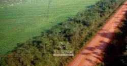 Megafazenda à Venda 142.000 hectares Dupla Aptidão e Pista de Pouso | Canabrava do Norte/MT