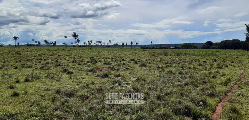 Fazenda à Venda 9.600 hectares Vocação Agrícola e Pista de Pouso | Nova Maringá/MT