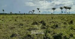 Fazenda à Venda 9.600 hectares Vocação Agrícola e Pista de Pouso | Nova Maringá/MT