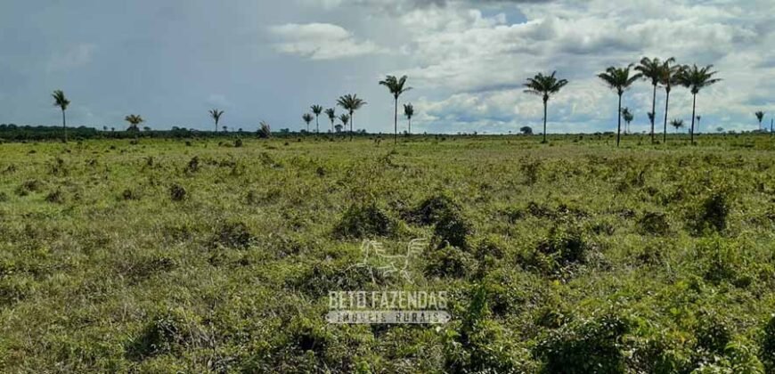 Fazenda à Venda 9.600 hectares Vocação Agrícola e Pista de Pouso | Nova Maringá/MT