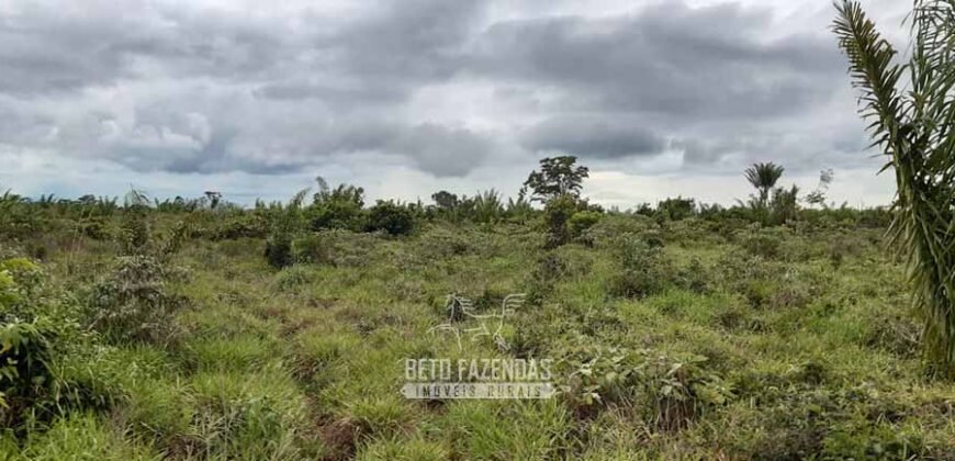 Fazenda à Venda 9.600 hectares Vocação Agrícola e Pista de Pouso | Nova Maringá/MT