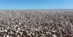 Para Investidores: Fazenda 26.000 hectares de Alta Produtividade | Nova Mutum/ MT