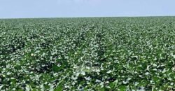 Para Investidores: Fazenda 26.000 hectares de Alta Produtividade | Nova Mutum/ MT