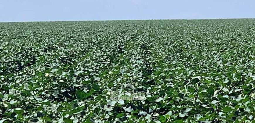 Para Investidores: Fazenda 26.000 hectares de Alta Produtividade | Nova Mutum/ MT