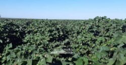 Para Investidores: Fazenda 26.000 hectares de Alta Produtividade | Nova Mutum/ MT