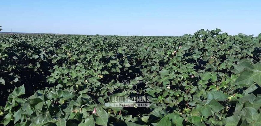 Para Investidores: Fazenda 26.000 hectares de Alta Produtividade | Nova Mutum/ MT