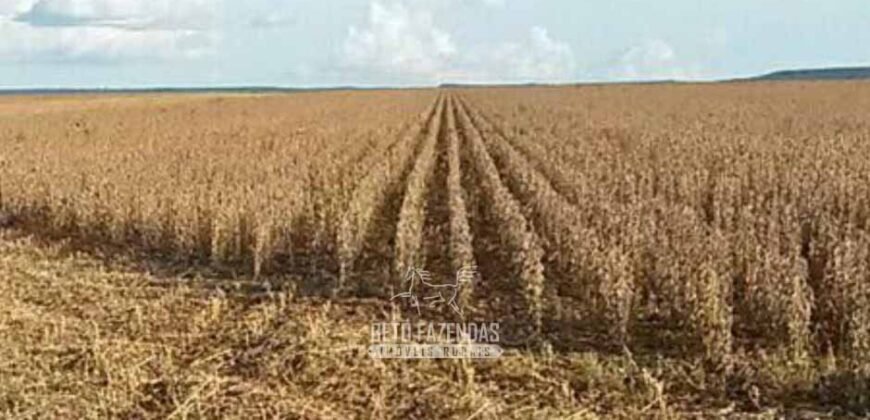 Para Investidores: Fazenda 26.000 hectares de Alta Produtividade | Nova Mutum/ MT